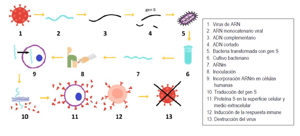 Modelo 0 PAU Biología Resuelto